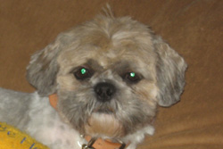 Elliott