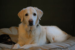Lucy2