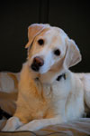 Lucy2