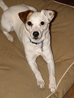 Woodrow