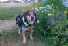 Waylon