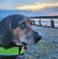 Waylon
