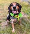 Waylon