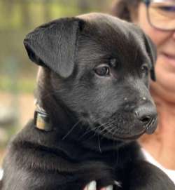 LUCA