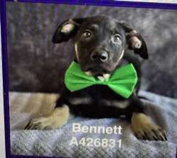 Bennett