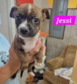 Jessi