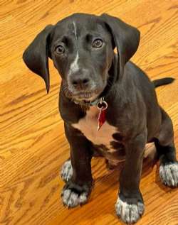 MORGAN