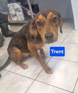 Trent
