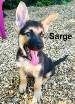 Sarge
