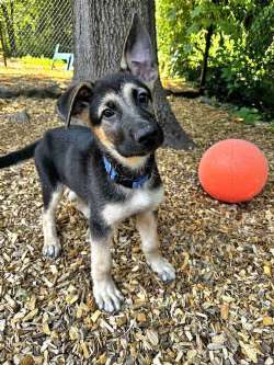 SCOUT