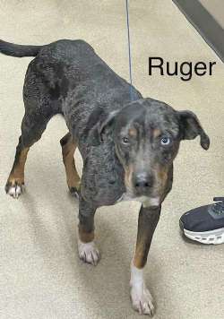 RUGER