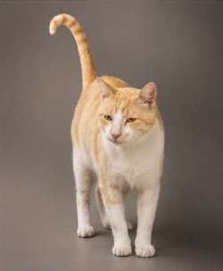 Henri