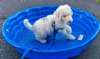 Casper