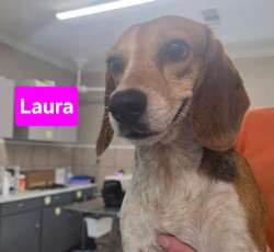 Laura