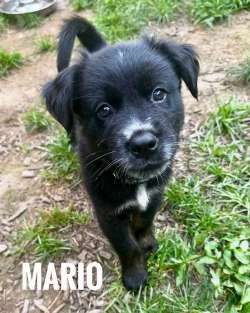 Mario