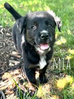 MIA
