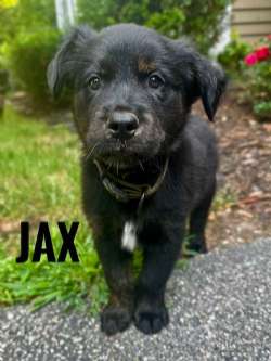 JAX