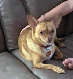 Pippin