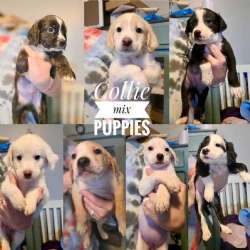 Collie