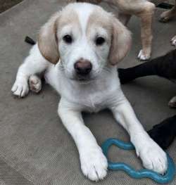 Duncan