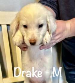 Drake