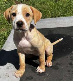 Darla