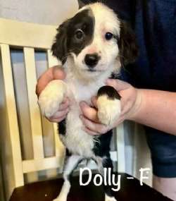 Dolly