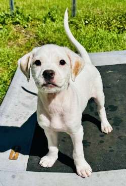 Delilah