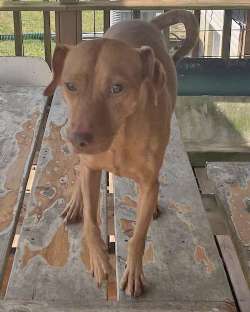 Opie