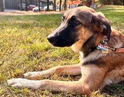Nova