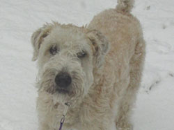 Benji