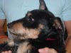 Jingles