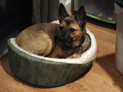 Maggie