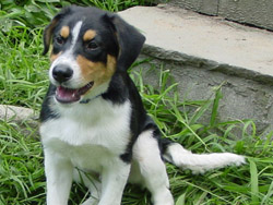 Murphy