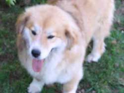 Obie