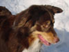 Rosie