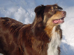 Rosie