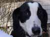 Snoopy