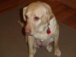 Tovah