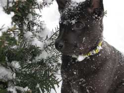 Apollo