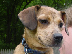 Bailey