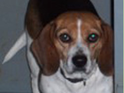 Bea
