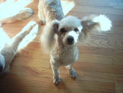 Daisy