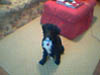 Gabby