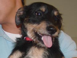 Jingles