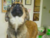 Jitterbug