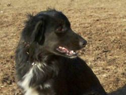Mollie