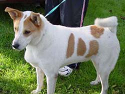 Patches