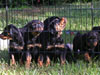 Rottie