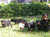 Rottie